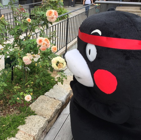 熊本城マラソンPRキャラバン(姫路)   (12).JPG